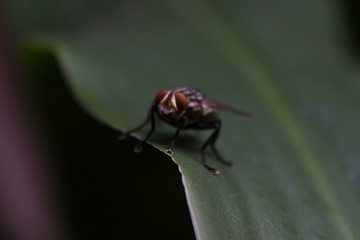 little fly on a green plant