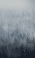 Pine forest in winter by digital painting 