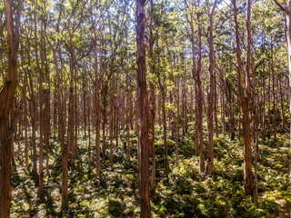 Fototapeta premium Boranup Forest