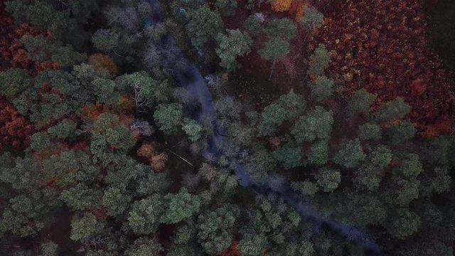 river shore trees water autumn gorge forest