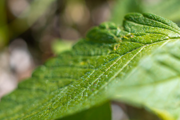 Green leaf close up. Herbal plants concept