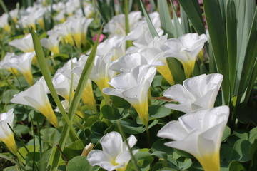 白いフヨウカタバミの花