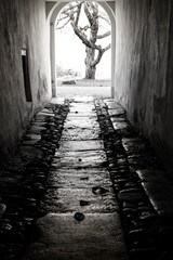 Old bare tree at the end of dark alley