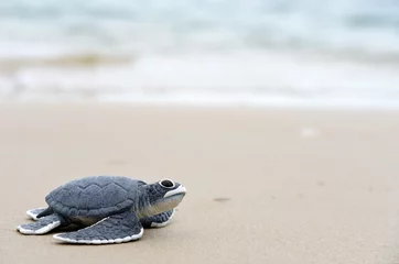 Foto op Plexiglas turtle baby On the beach Copy space © kathayut