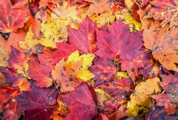 Naklejka na ściany i meble Falling colorful of maples leaves background texture, Autumn in GA USA.