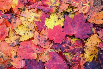 Falling colorful of maples leaves background texture, Autumn in GA USA.