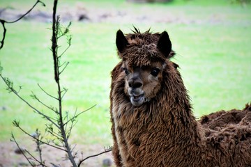 Portrait of alpaca. Australia