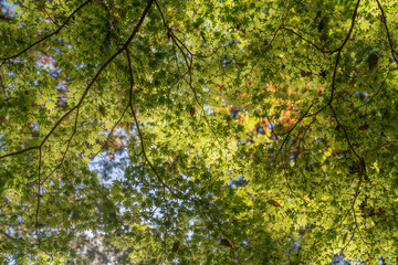 紅葉していないもモミジ / 木 / 森のイメージ