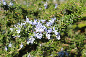 ローズマリーの花