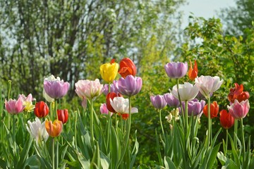 Obraz premium Garden inspiration. Tulips blossom.