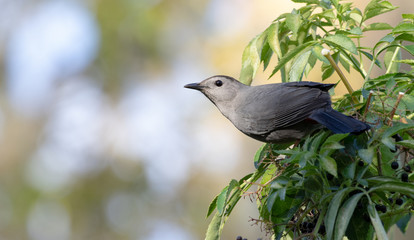 Catbird