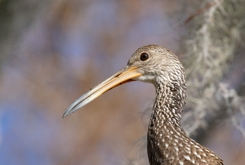 Profile of Limpkin