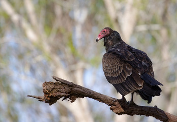 Black Vulture