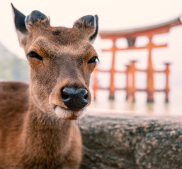 Deer at Miyajima island with background defocus of Itsukushima Shrine , Hiroshima , Japan