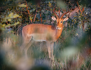 Creatures 023
