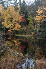 Colorful Autumn woods on a river in Wisconsin