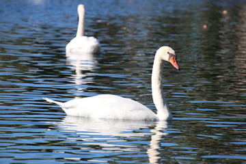 Obraz premium Swan birds swimming on blue reflecting water lake.