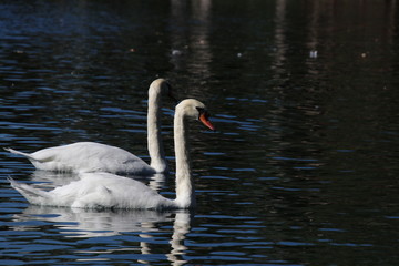 Swan birds swimming on blue reflecting water lake.