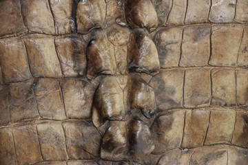 Pattern of crocodile leather in brown color. Crocodile skin texture.