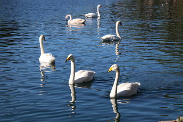 Swan birds swimming on blue reflecting water lake.