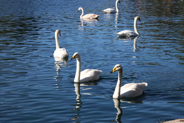 Obraz premium Swan birds swimming on blue reflecting water lake.