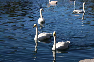 Swan birds swimming on blue reflecting water lake.