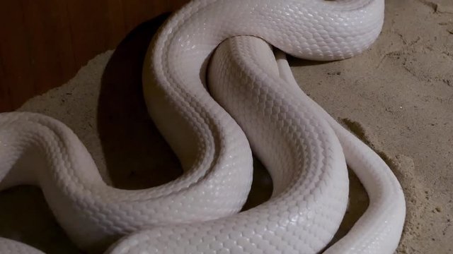 White Snake  on sand