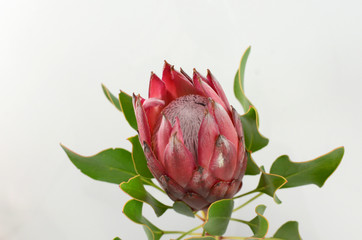 Red king protea plant on white background