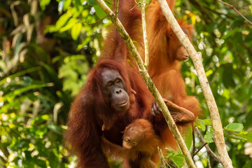 Mother and baby wild Orangutans in the rainforest of Borneo