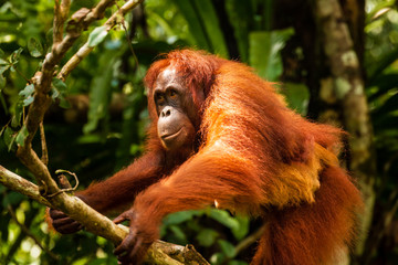 Mother and baby wild Orangutans in the rainforest of Borneo