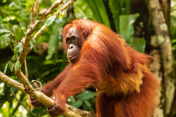 Mother and baby wild Orangutans in the rainforest of Borneo © whitcomberd