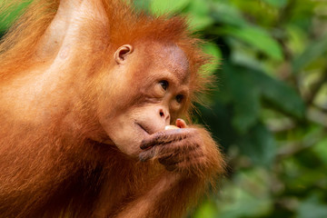 Juvenile Orangutan eating on Western Sarawak, Borneo