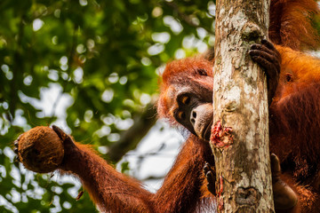 Obraz premium Orangutan feeding on a coconut in Semenggoh, Sarawak
