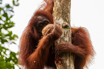 Female Orangutan with baby feeding on a coconut at a reserve in western Sarawak, Borneo © whitcomberd