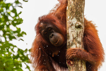 Female Orangutan with baby feeding on a coconut at a reserve in western Sarawak, Borneo