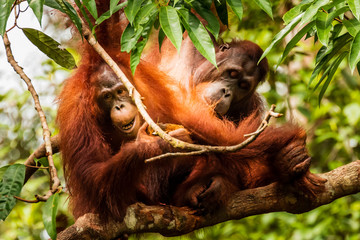 Female Orangutan with baby feeding on a coconut at a reserve in western Sarawak, Borneo