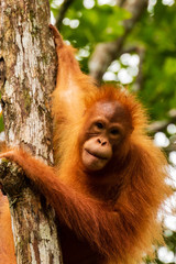 Juvenile Orangutan at Semenggoh in Sarawak, Malaysian Borneo