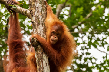 Juvenile Orangutan at Semenggoh in Sarawak, Malaysian Borneo