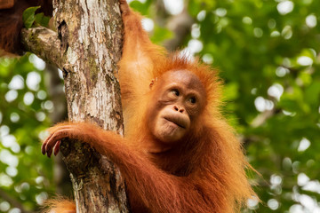 Juvenile Orangutan at Semenggoh in Sarawak, Malaysian Borneo