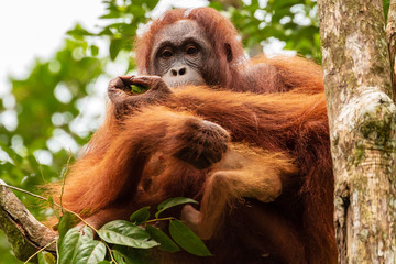 Juvenile Orangutan at Semenggoh in Sarawak, Malaysian Borneo