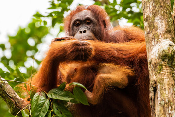 Juvenile Orangutan at Semenggoh in Sarawak, Malaysian Borneo