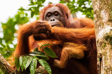 Juvenile Orangutan at Semenggoh in Sarawak, Malaysian Borneo