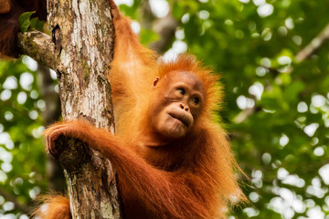 Juvenile Orangutan at Semenggoh in Sarawak, Malaysian Borneo