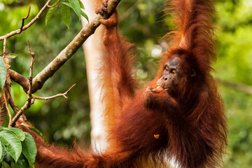 Juvenile Orangutan at Semenggoh in Sarawak, Malaysian Borneo