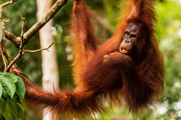 Juvenile Orangutan at Semenggoh in Sarawak, Malaysian Borneo
