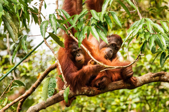 Female Orangutan with baby feeding on a coconut at a reserve in western Sarawak, Borneo