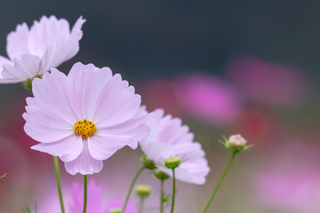 Cosmos Flower / Furusato Plaza in Sakura City, Chiba Prefecture, Japan