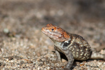 Close up of a wild adult female Desert Spiny Lizard, Sceloporus magister found in natural Sonoran desert habitat. Pima County, Arizona.
