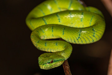 Beautiful but deadly Borneo Pit Viper in a jungle tree at night