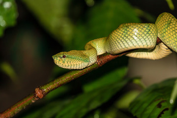 Beautiful but deadly Borneo Pit Viper in a jungle tree at night